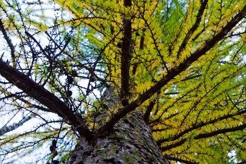 Fototapeta premium autumn, track, tree, leaves, walk