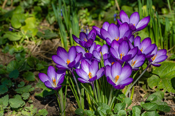 Crocuses with purple petals on blurred background of greenery. Selective focus. Close-up. Spring landscape in landscaped garden. Nature of North Caucasus. Nature concept for design.