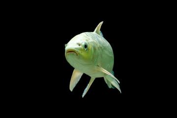 Koi FIsh  platinum background black