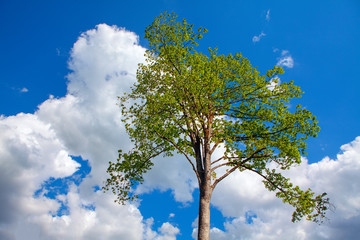 green tree with clouds on background 