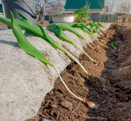 planted tulips in a hole dug in the garden. close up