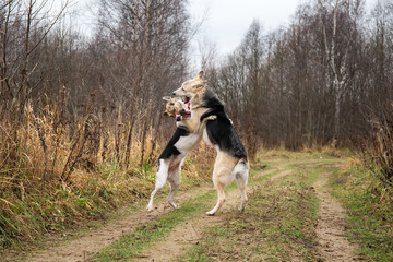 Dogs running in autumn countryside at cloudy day