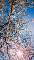 Obraz premium Pastel tones spring blossom in vintage polaroid effect. Beautiful white flowers on trees blooming on a sunny spring afternoon