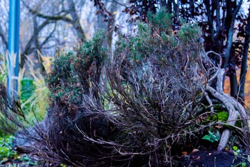 autumn, track, tree, leaves, walk