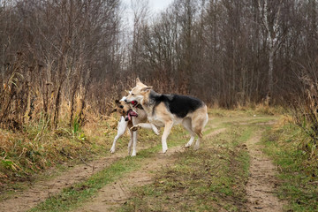 Dogs running in autumn countryside at cloudy day
