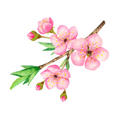 Watercolor cherry blossom. Hand-drawn cherry branch with flowers and leaves. Isolated illustration on a white background.