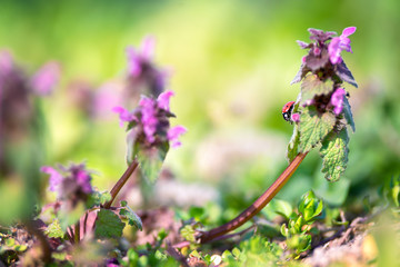 Ladybug on purple meadow flowers