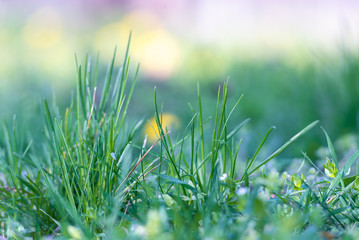 Close up of grass nature background