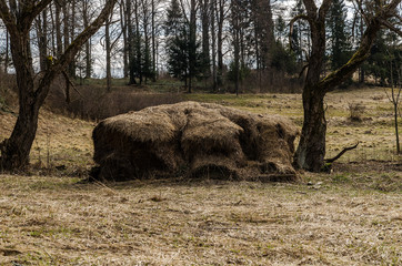 sterta siana © wedrownik52