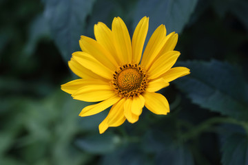 Growing heliopsis flower in garden