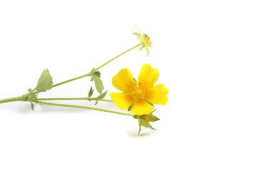 Yellow buttercups isolated on white. Far eastern variety - Ranunculus ussuriensis