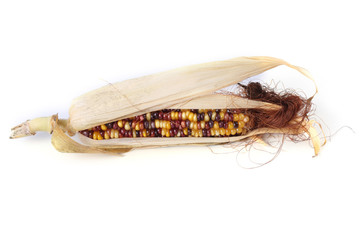Fototapeta premium Multicolor corn isolated on white. Aztec maize