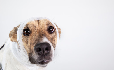 Black and white dog with bandage on his head on a white background