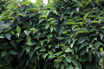 Fototapeta premium Growing Schisandra Chinensis plant. Background