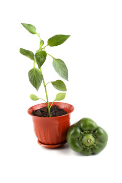 Young Pepper Plant In Pot And Sweet Pepper