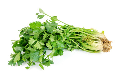 Close up view of bunch of fresh green parsley with roots