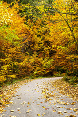 Durmitor National Park in Montenegro during fall autumn season