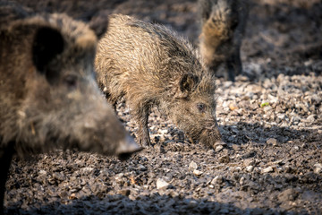 Young wild pig in nature