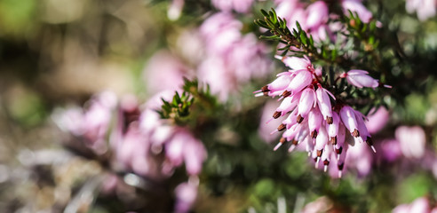 Pink Erica carnea flowers (winter Heath) in the garden in early spring - obrazy, fototapety, plakaty