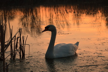 łabędź na spokojnej tafli jeziora o zachodzie słońca. Chorzow Slask, Śląsk Polska. © Tomek
