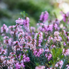 Obraz premium Pink Erica carnea flowers (winter Heath) in the garden in early spring
