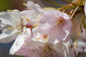 Kirschblüte