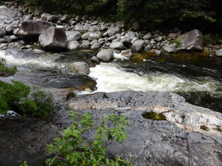 stream in rainforest
