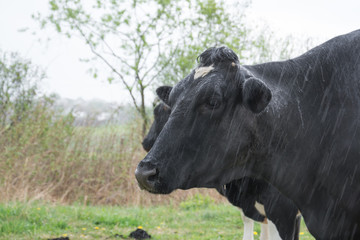 Black and white cows