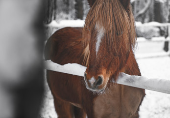 horse in winter