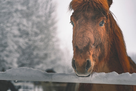 horse portrait in winter