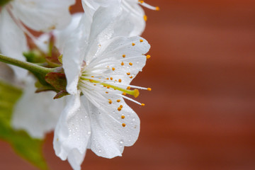 Kirschblüte