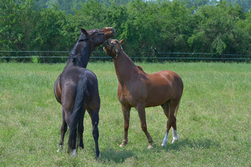 Two horses playing together in a green meadow.