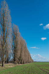 Springtime at the countryside.