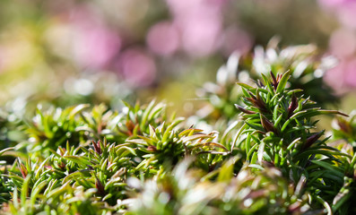 Green background of long spreading stems, foliage and buds of Creeping Phlox flowers in the garden