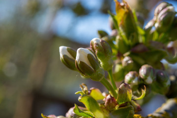 Kirschblüte