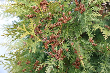 Texture of green and brown thuja needles on a soft blue background. Photographed in natural evening light. 