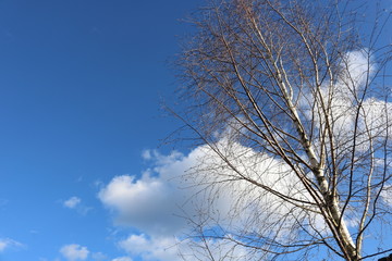 Texture of bare birch on the right and blue sky with white clouds. 