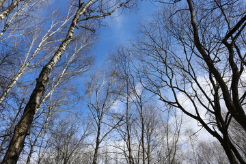 Texture of bare birch branches and blue sky with white clouds.