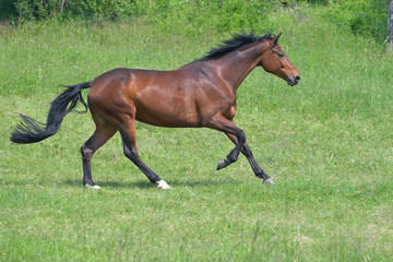Footfall sequence, galloping mare, 3-5