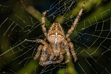 "Cross spider". The spider species Araneus diadematus is commonly called the European garden spider. Extreme Macro photography