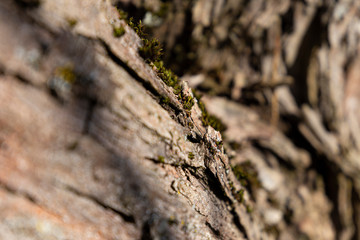 Corrugated bark structure with lichens on it.