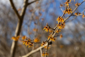 Japanese Witch-hazels or witch hazels (hamamelis) in early spring on a sunny day.