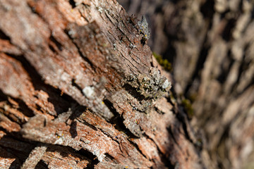 Corrugated bark structure with lichens on it.