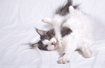 Domestic cat in bed - 332369448