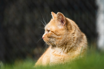 Cat is eating fresh green grass. Cat grass, pet grass. Natural hairball treatment, white, red pet cat eating fresh grass, green oats, emotionally, copy space, the concept of the health of Pets
