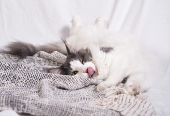 cat sleeping on pillow - 332369456