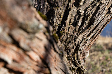 Corrugated bark structure with lichens on it.