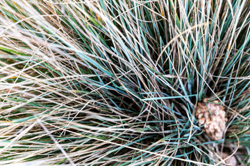 Natural shade of bents on a early spring day.