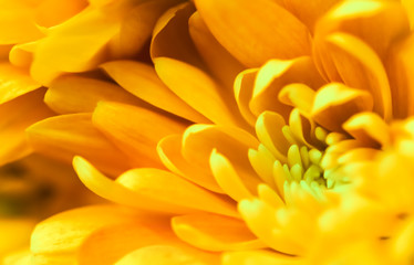 Abstract floral background, yellow chrysanthemum flower. Macro flowers backdrop for holiday brand design