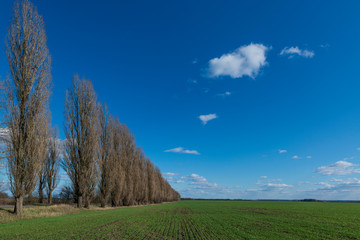 Farm field with fresh green crops